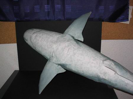 shark04